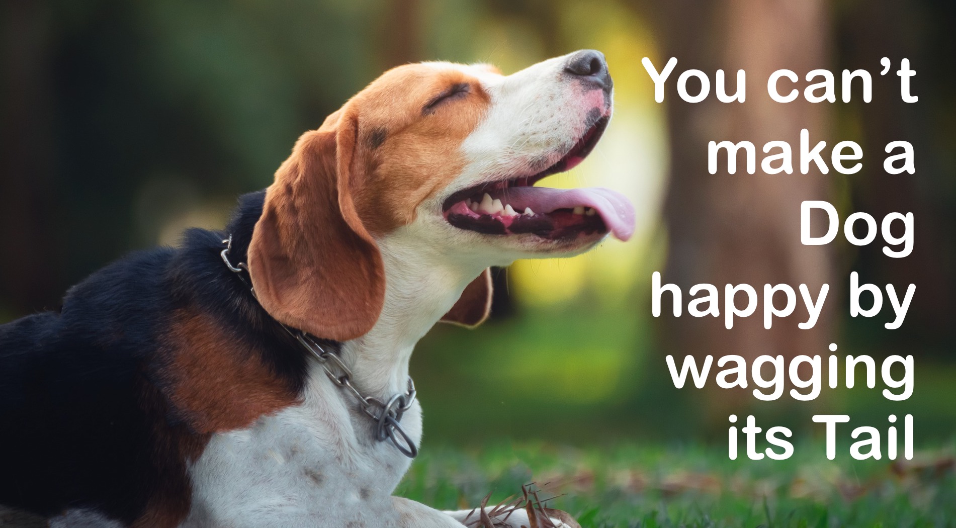 You can’t make a dog happy by wagging its tail | Gugin